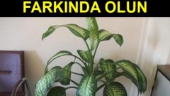 Lütfen Okuduysanız Paylaşın ki Herkes Evlerindeki Tehlikenin Bilincinde Olsun