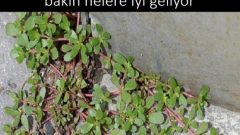 Bahçenizde Görünce Yabani Ot Sanıp Kopardığınız Bu Bitki Bakın Nelere İyi Geliyor