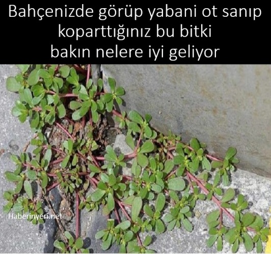 Bahçenizde Görünce Yabani Ot Sanıp Kopardığınız Bu Bitki Bakın Nelere İyi Geliyor