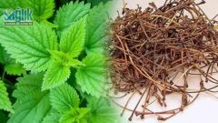 Isırgan otu, kiraz Sapı Kürü ile iltihaplı eklem romatizması tedavisi