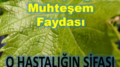 Varisin doğal ilacı: Asma yaprağı