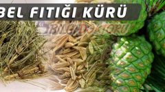 Bel Fıtığı Rahatsızlığına Alternatif Tıp olarak “Bel Fıtığı Kürü”