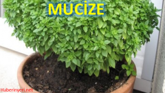 Vücuttaki iltihabı atan 8 mucizevi besin