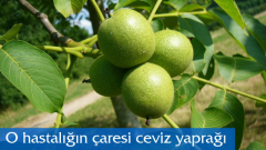 Ceviz Yaprağı O hastalığın Çaresi