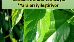 Beyaz dutun iyi geldiği hastalıklar ve alternatif tedavi yöntemleri