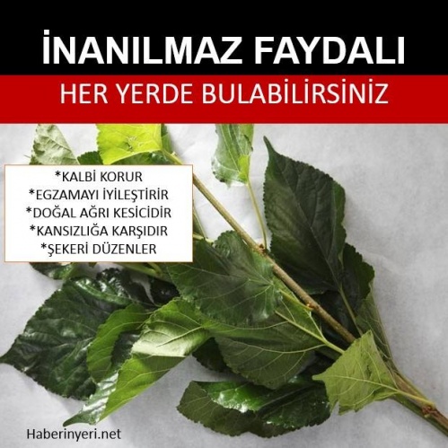 Dut yaprağının inanılmaz faydaları