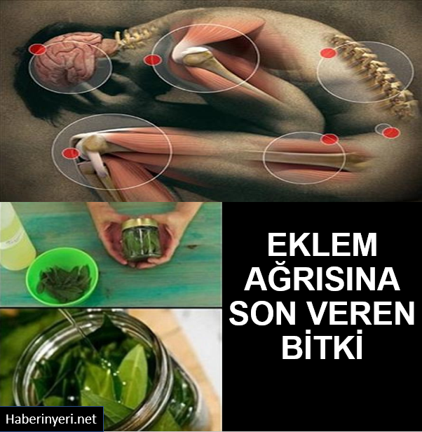 Eklem ağrılarına defne yaprağı kürü