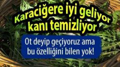 Bilinmeyenleriyle Karahindiba