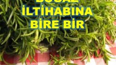 Kekik Çayı Her derde deva!