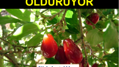 Kızılcık Suyu Şerbeti Faydaları ve Yapılışı