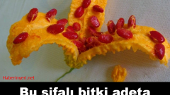 Bu Şifalı Bitkinin Bir Tek Ölüme Çaresi Yok!