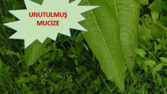 Unutulmuş Mucize !! Meğer ne çok işe yarıyormuş..