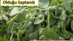 MS Hastalığında Yüzde 80 Çare Olduğu Saptandı