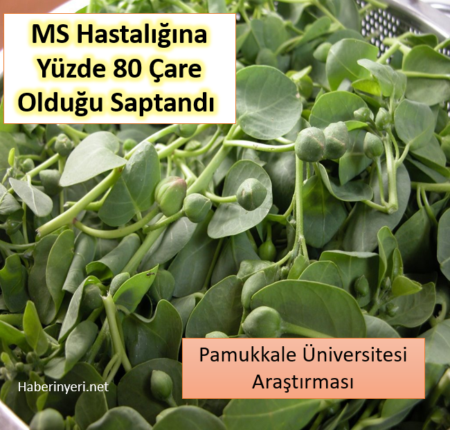 MS Hastalığında Yüzde 80 Çare Olduğu Saptandı