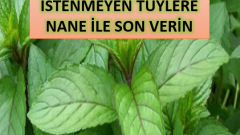 İstenmeyen Tüylere Nane Kürü İle 1 Ayda Son