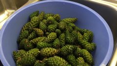 Öksürük Ve Astım İçin Çam Kozalak Balı :”Sabah 8 de Başladım 4 de Bitti”.. Astım Ve Öksürük Sorunu Olanlar Okusun..!