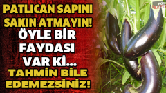 Patlıcan Saplarını Sakın Çöpe Atmayın..Bu Rahatsızlıgınız Varsa Birebir