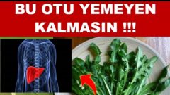 Tam bir şifa kaynağı radika otu! 1800 yıllık lezzettin bilinmeyen faydaları…