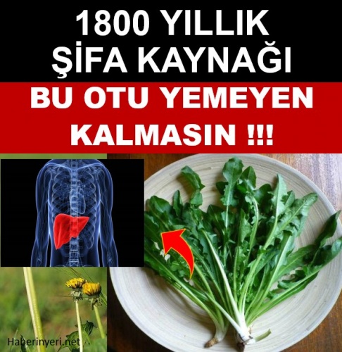 Tam bir şifa kaynağı radika otu! 1800 yıllık lezzettin bilinmeyen faydaları…