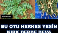 Bu otu herkes yesin kırk derde deva otun adı şevketi bostan bilmeyenlere duyurun
