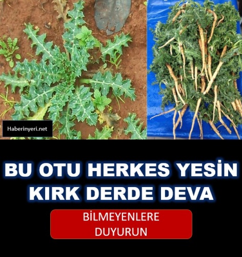 Bu otu herkes yesin kırk derde deva otun adı şevketi bostan bilmeyenlere duyurun