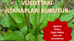 Sinir Otu Çayı Nasıl Demlenir?