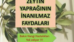 Hastalıklara Derman Zeytin Yaprağı Çayı