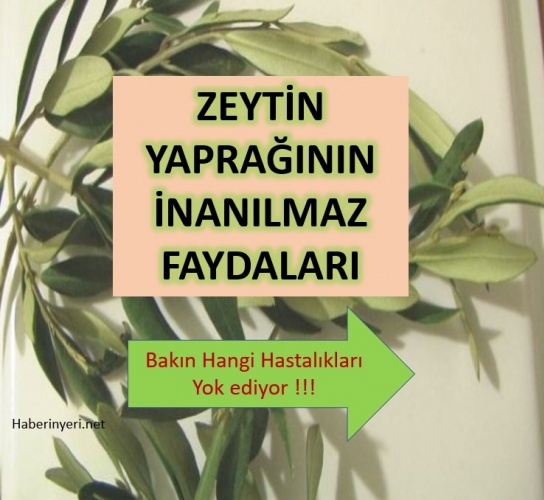 Hastalıklara Derman Zeytin Yaprağı Çayı