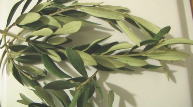 Hastalıklara Derman Zeytin Yaprağı Çayı