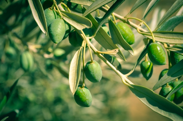 Hastalıklara Derman Zeytin Yaprağı Çayı