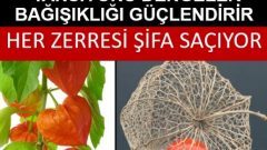 Altın Çilek (YER KİRAZI, Güveyfeneri, İnka Eriği)