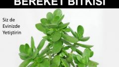 Crassula Ovata Hakkında (Para Ağacı , Bereket Bitkisi)