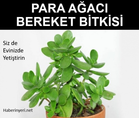 Crassula Ovata Hakkında (Para Ağacı , Bereket Bitkisi)