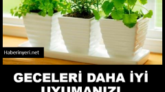 Daha İyi Uyumanızı Sağlayacak 5 Ev Bitkisi
