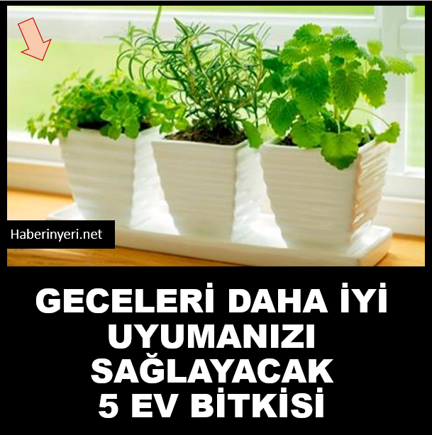 Daha İyi Uyumanızı Sağlayacak 5 Ev Bitkisi