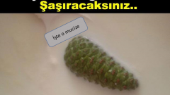 Çam Kozalağının Bilinmeyen Kullanımı