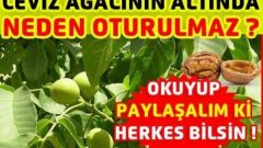 Ceviz ağacının altında neden oturulmaz