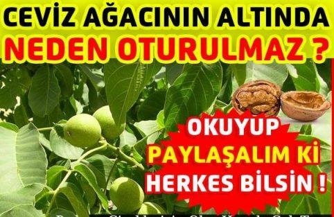 Ceviz ağacının altında neden oturulmaz