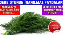 Dereotu ve inanılmaz faydaları