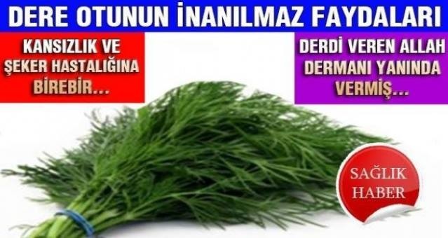 Dereotu ve inanılmaz faydaları