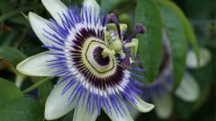 Migren Ağrısına İyi Gelen Çaylar