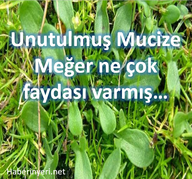 Unutulmuş Mucize Meğer ne çok işe yarıyormuş