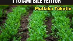 Akciğer Kanserine Karşı 1 Tutam Bile Yetiyor