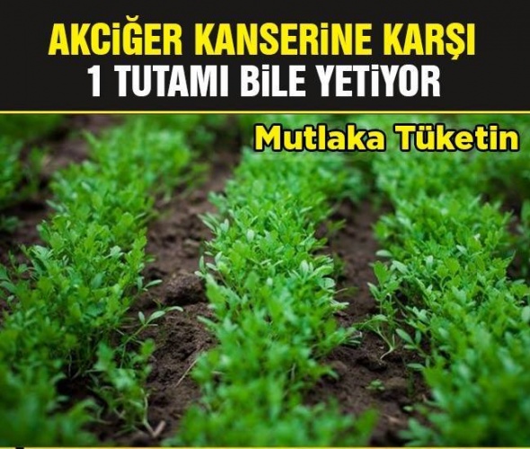 Akciğer Kanserine Karşı 1 Tutam Bile Yetiyor