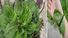 Sinir Otu Sinirli Ot Damar Bitkisi