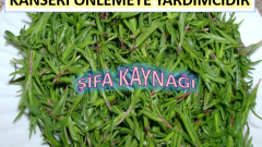 Zahterin inanılmaz faydaları