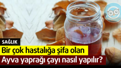 Bir çok hastalığa şifa olan Ayva yaprağı çayı nasıl yapılır