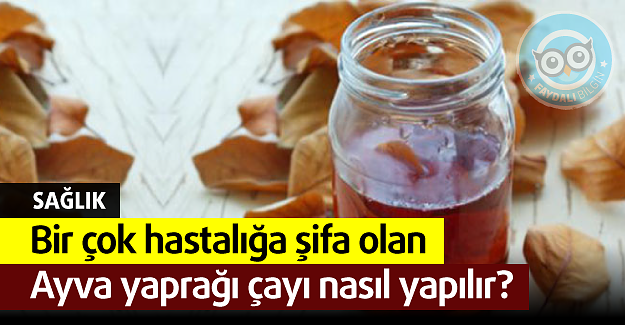 Bir çok hastalığa şifa olan Ayva yaprağı çayı nasıl yapılır