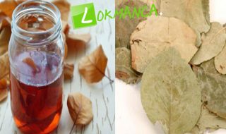 Bir çok hastalığa şifa olan Ayva yaprağı çayı nasıl yapılır