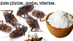 İstenmeyen Haşere ve Hamam Böceklerine Denenmiş Ev Yapımı Kesin Çözüm